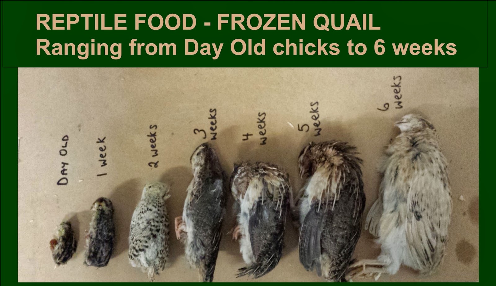 Illawarra Quail Reptile Food