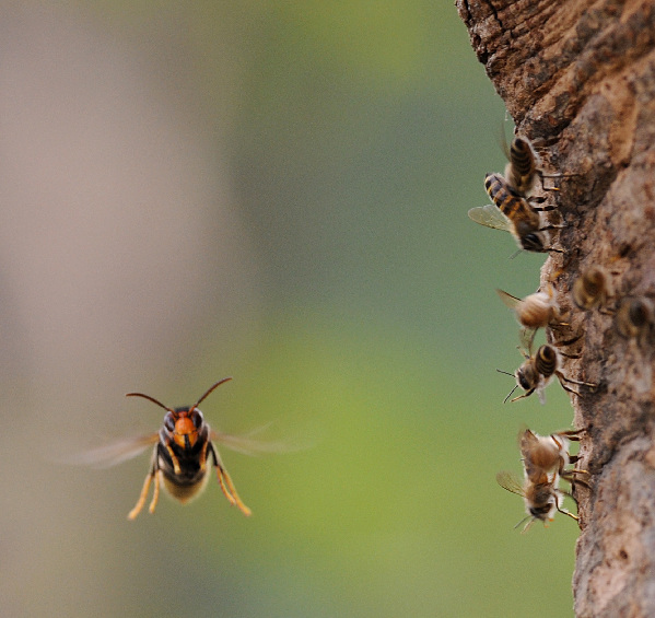 بالصور معركة النحل والدبابير البرية Bees+02