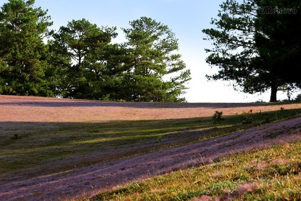 [Image: Sac-hong-lang-mang-voi-doi-hoa-co-dai-Da-Lat-8.jpg]