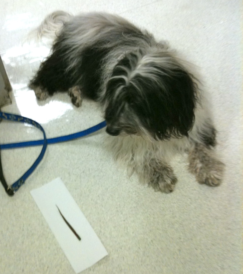 To Dog With Love What To Do If Your Dog is Wheezing