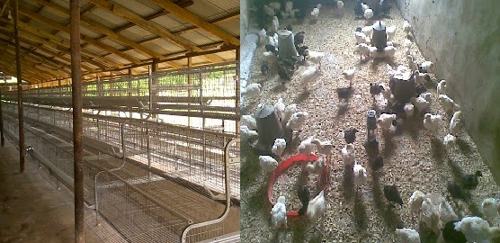 battery cages and deep litter in poultry
