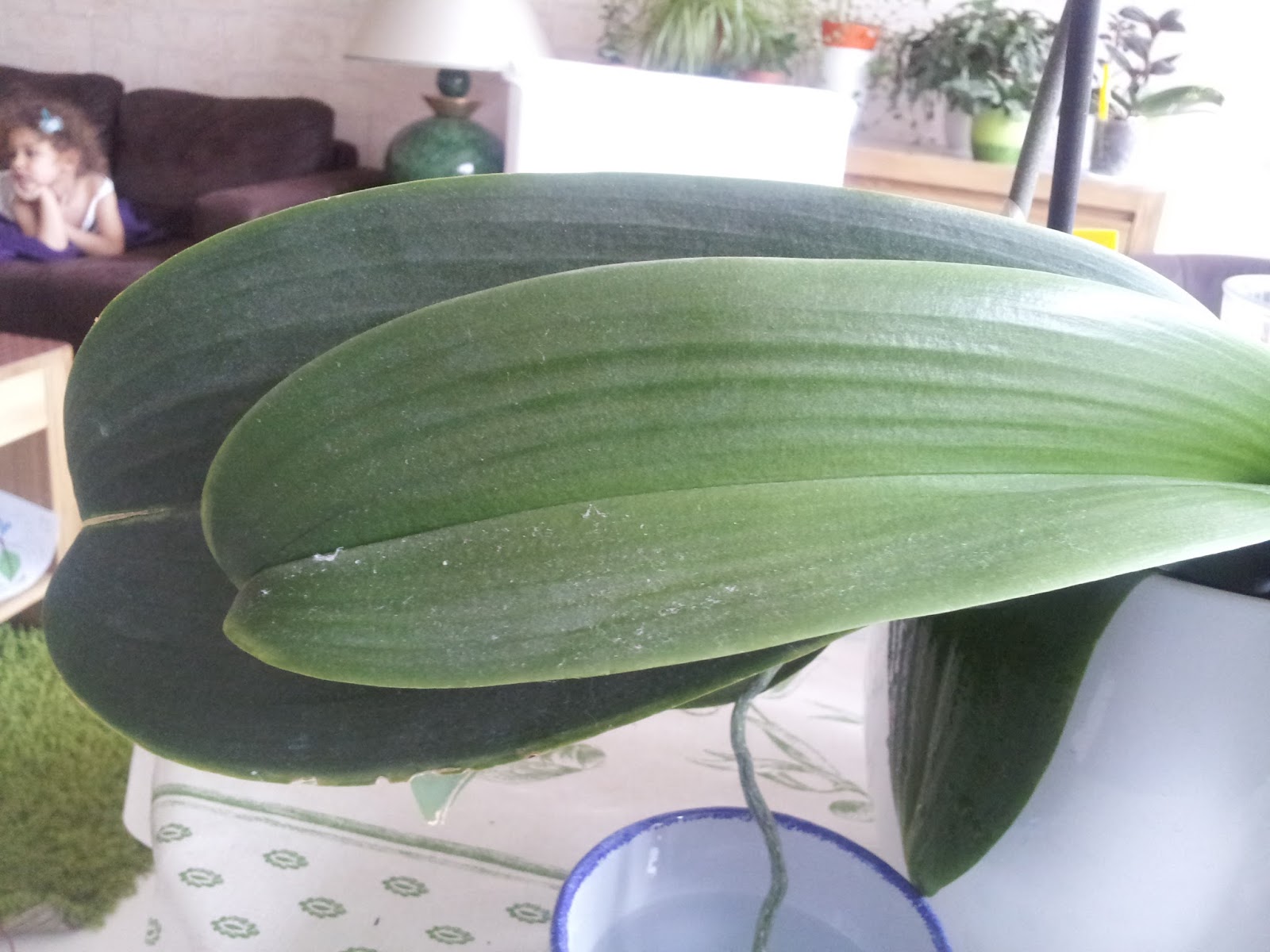 SOS Orchidées Comment nettoyer les feuilles des orchidées?