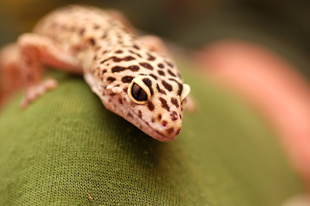 are leopard geckos nocturnal