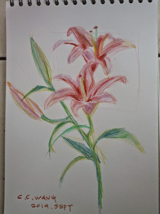 pencil , lily flower