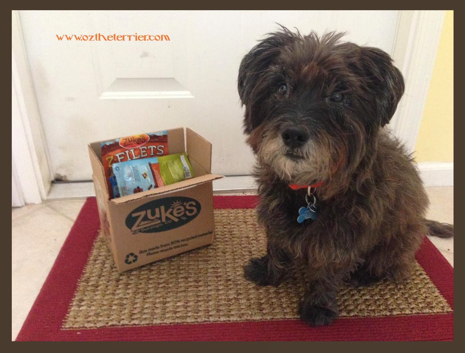 FuelTheLove with Zuke's Oz the Terrier Lifestyle Dog Blog