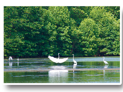 Explore wonderful natural world at Vam Sat Eco-Tourist Site Explore wonderful natural world at Vam Sat Eco-Tourist Site