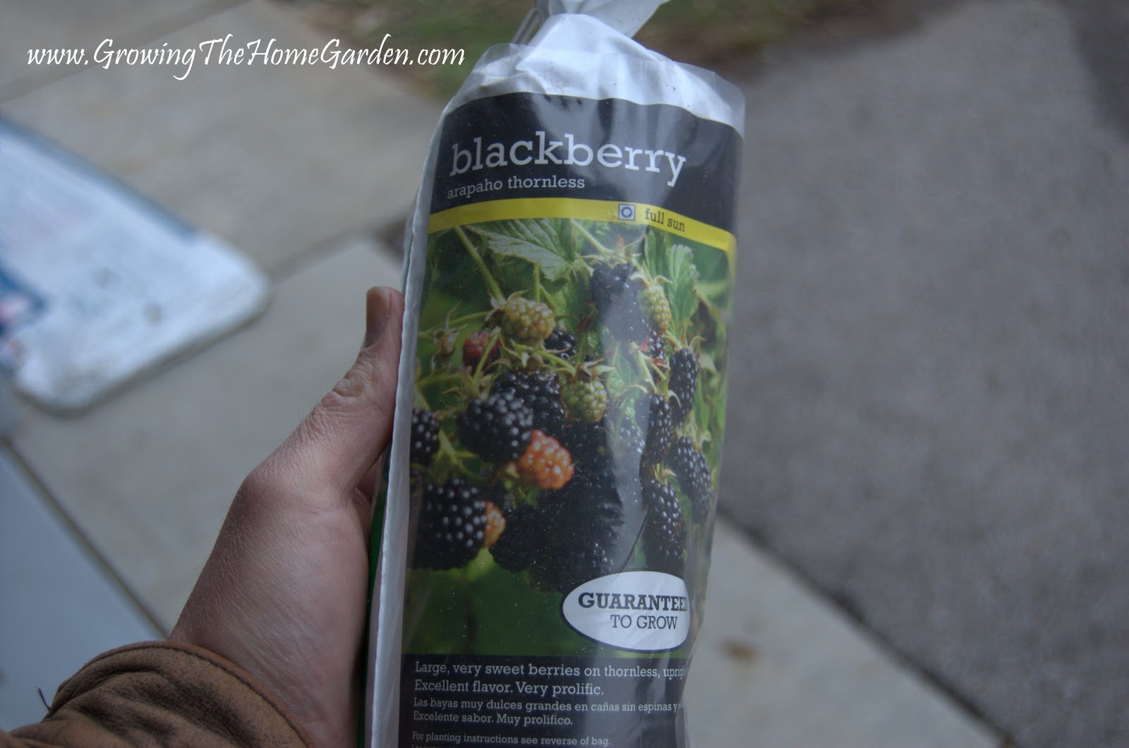 9 Impressive Health Benefits Of Hawthorn Berry