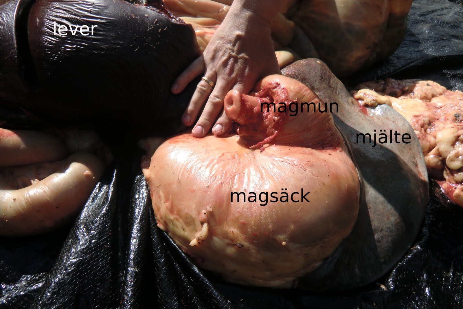 Horse Abdominal Anatomy