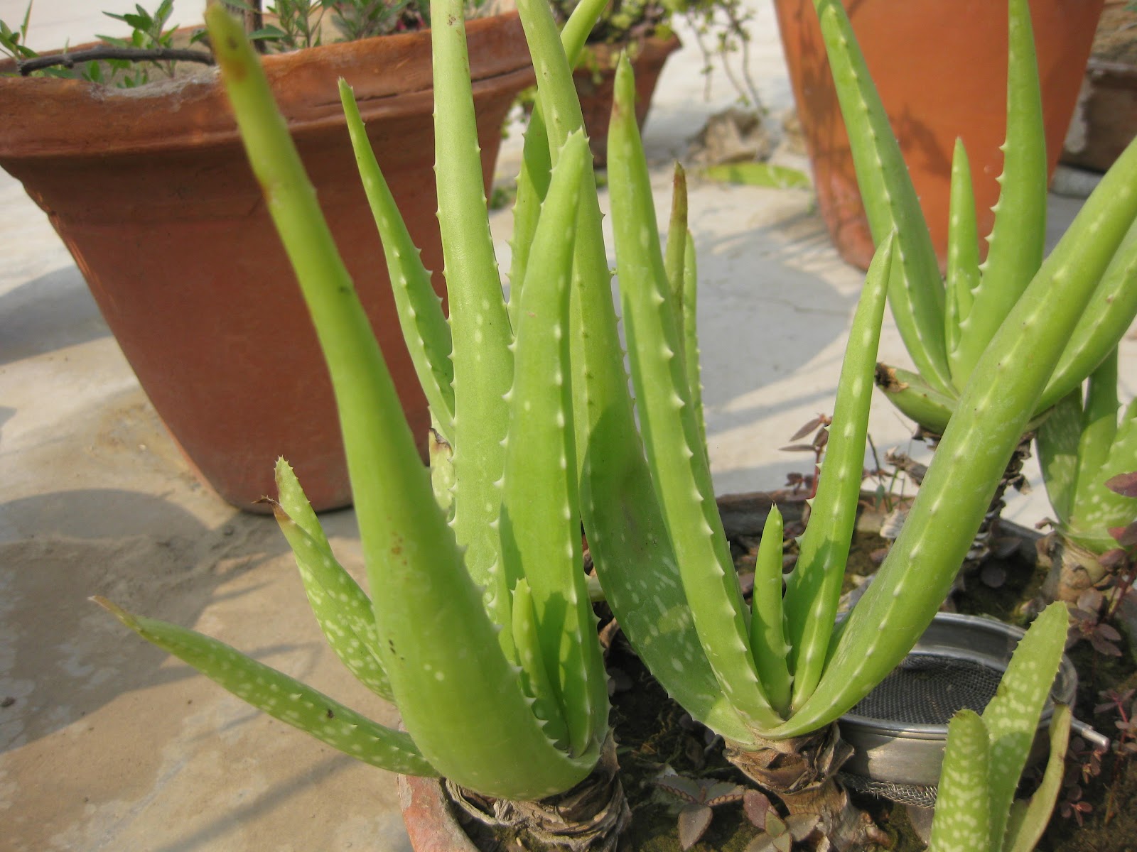 Nagarmotha Plant