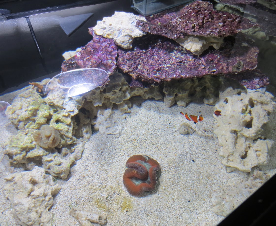 Real Reef Shelf Rock Recreate the Tonga Look and Save a Reef Marine