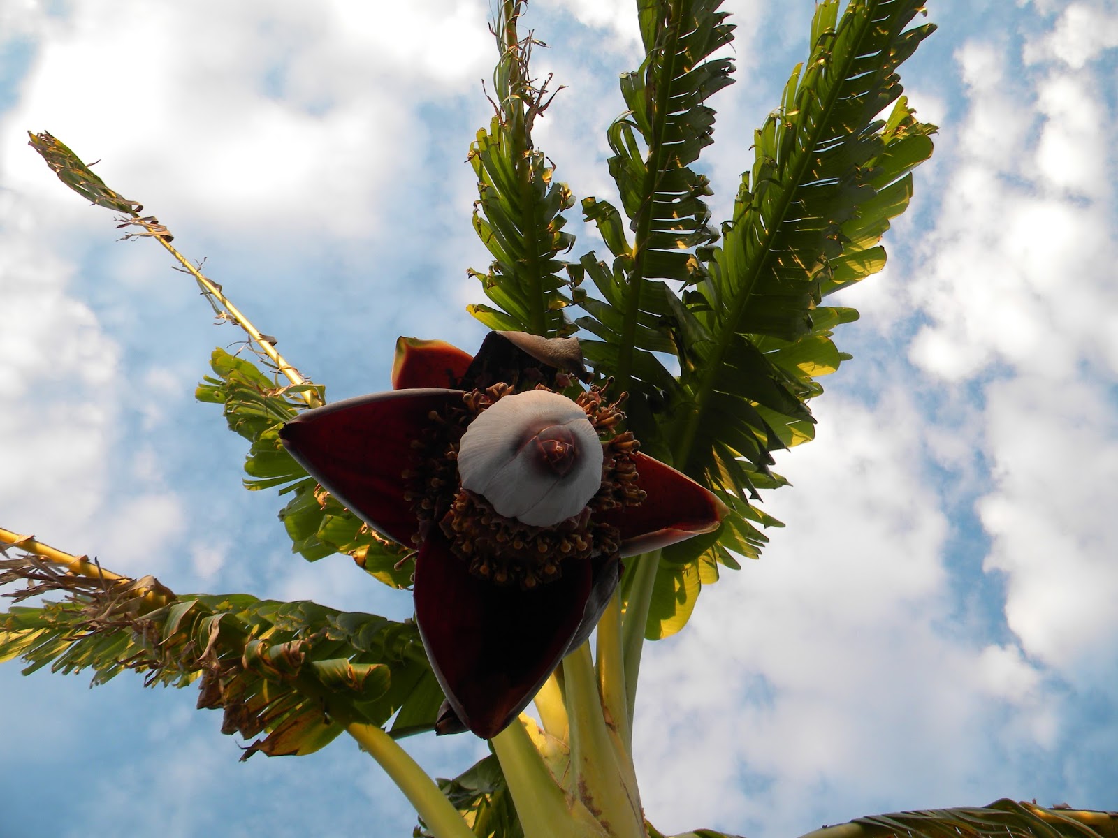 El Huerto de Tatay: La platanera que no sabe que llega el invierno.