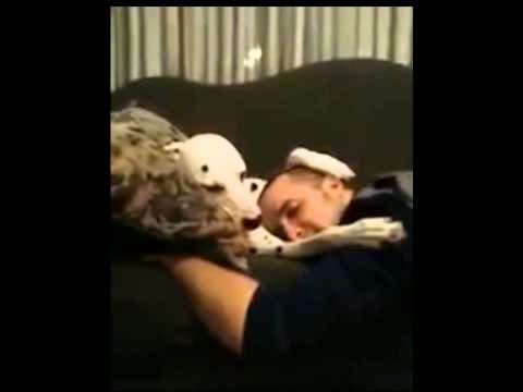Momento “Own” do dia #6 - Carinho canino Momento “Own” do dia #6 - Carinho canino