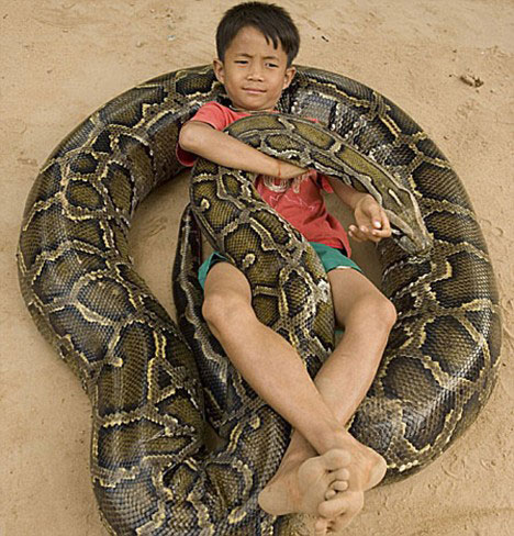 reptiles reptiles