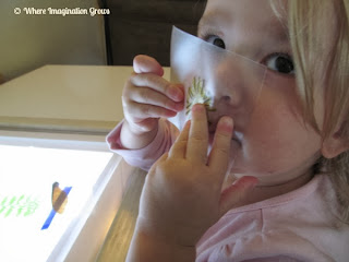 Exploring Nature Slides Exploring Nature DIY slides light play