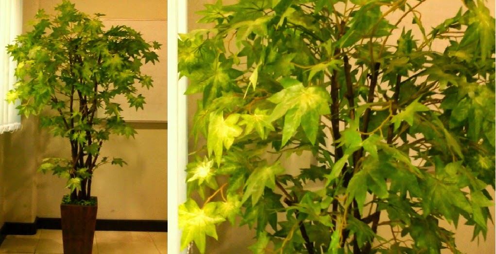 Pilihan perdagangan daun maple