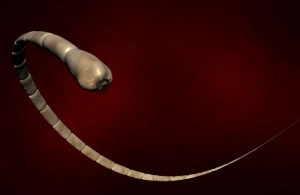 Can Cats Give Dogs Tape Worms Can Cats Give Dogs Tape Worms
