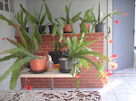 Plantas de cactus orquídea