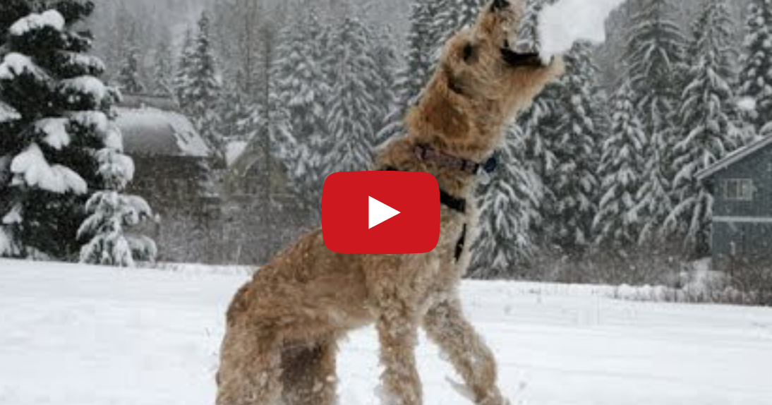 why does my dog like eating snow