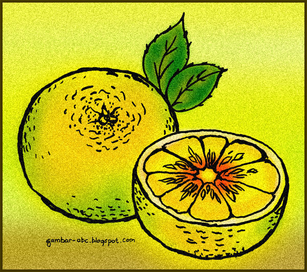gambar mewarnai buah jeruk gambar buah jeruk