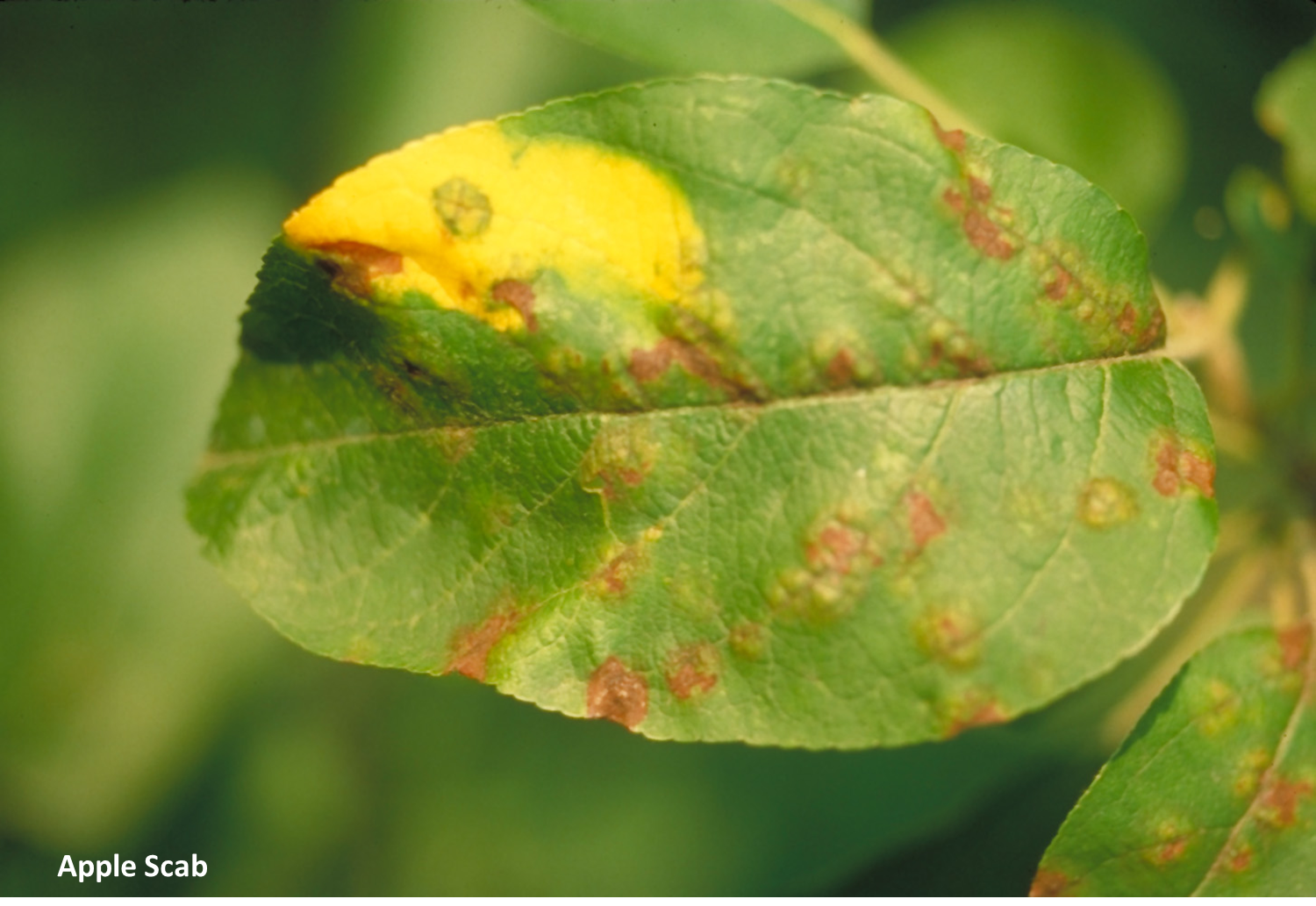UK Diseases of Fruit Crops & Ornamentals DiseaseResistant Apple