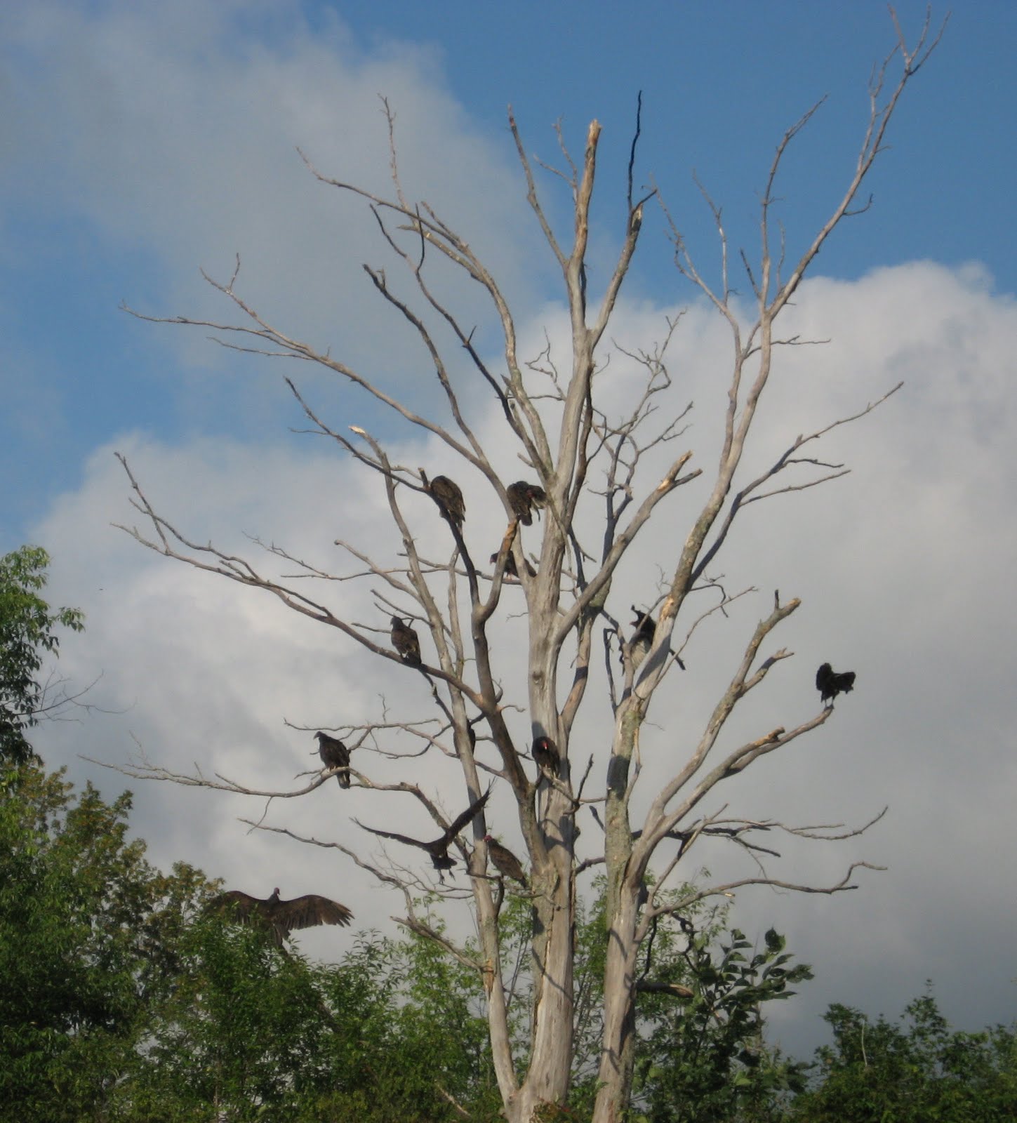 Animal Trackers of New England Turkey Vulture Nest and Roost