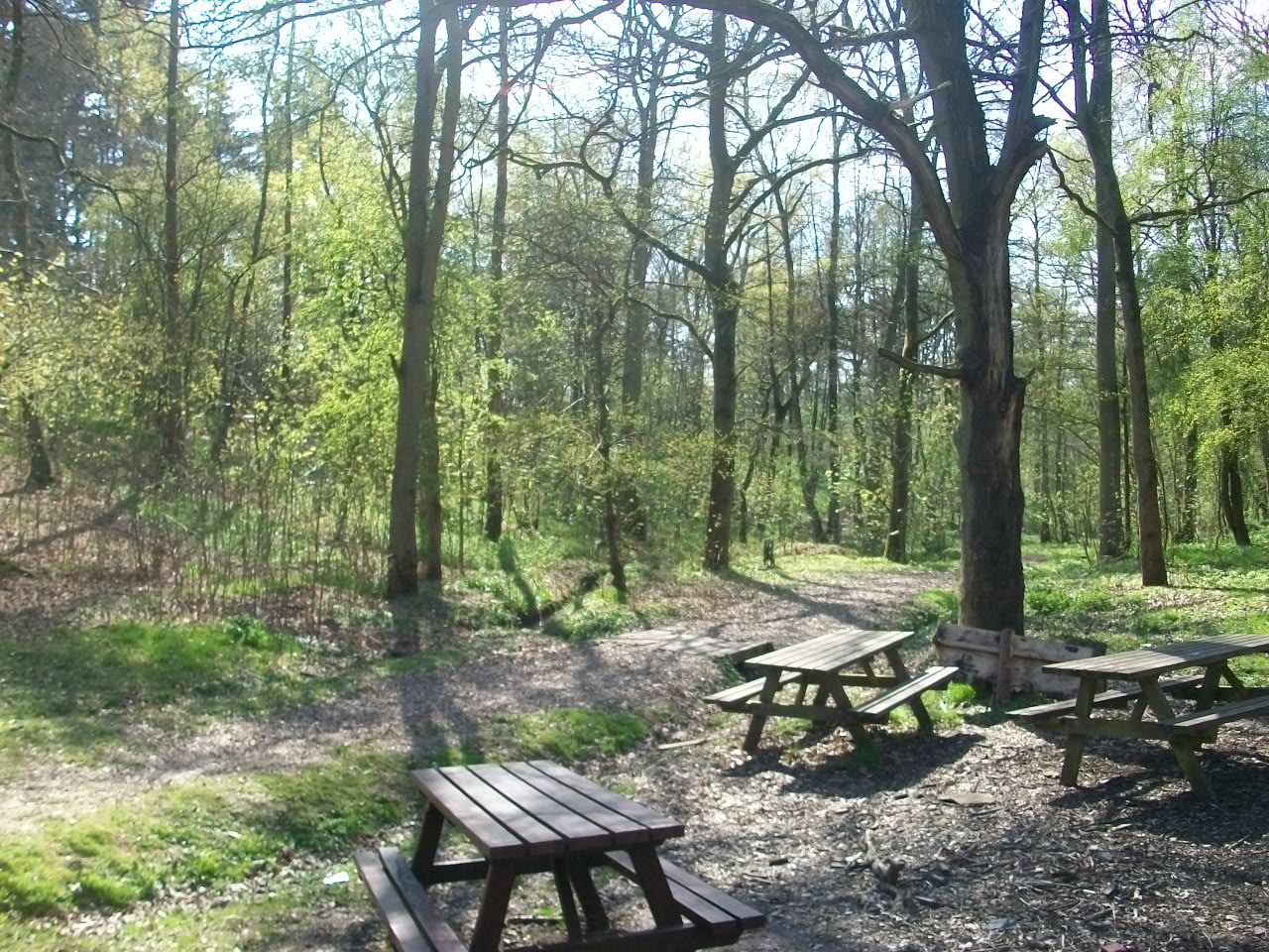 Bordesley Green Primary School Blog Year 3 Residential to Peckwood