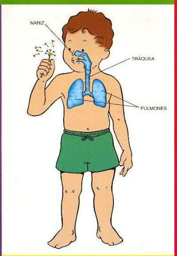 DIBUJO ILUSTRADO PARTE CUERPO HUMANO dibujo ilustrado parte cuerpo humano: