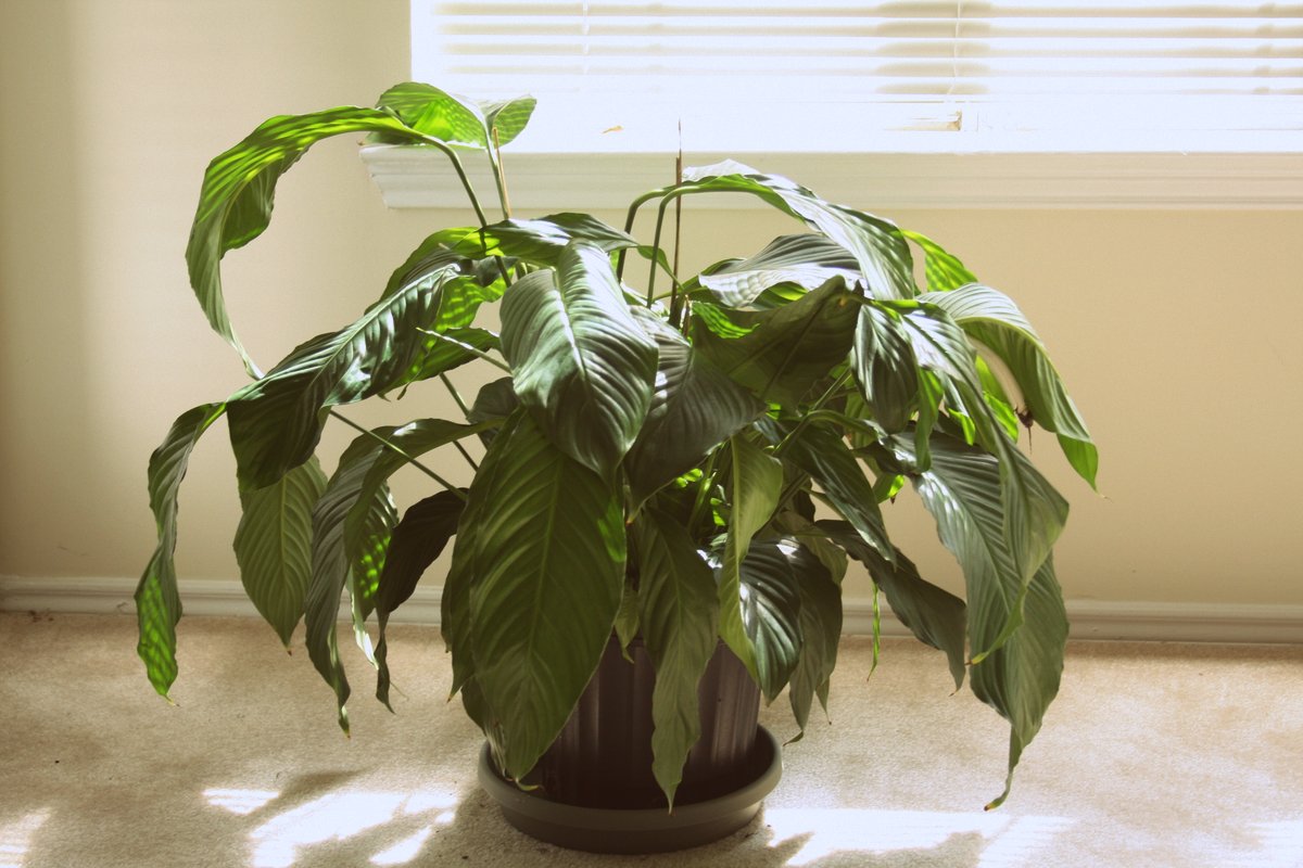 The Pursuit of His Best Prayer and Watering Plants