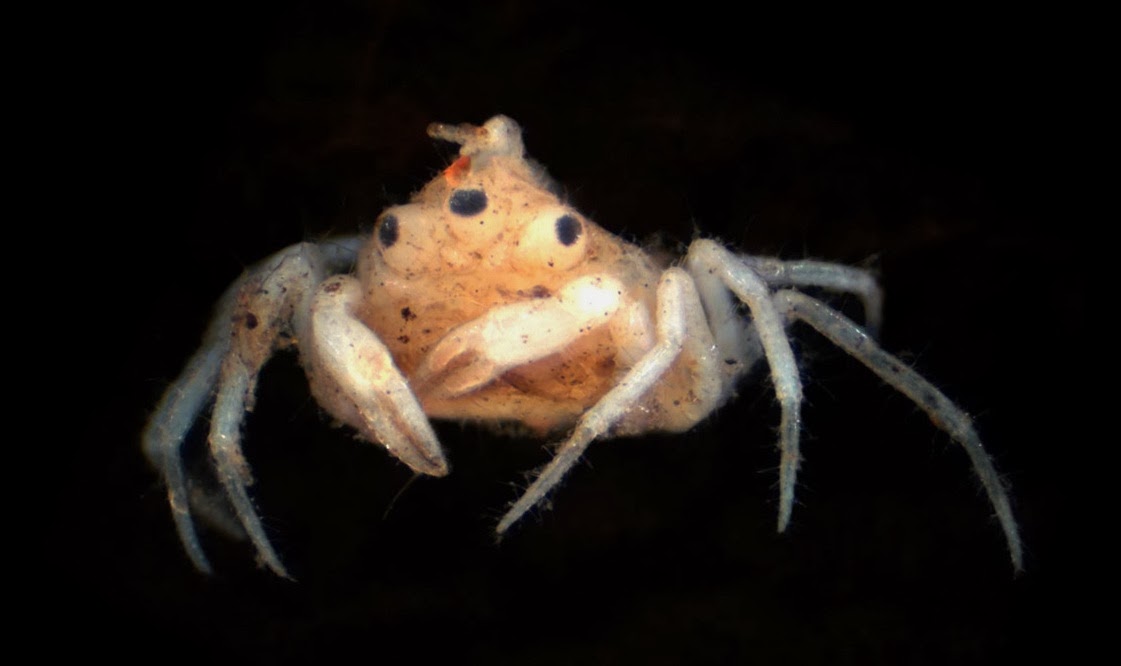 Species New to Science [Crustacea • 2013] A Crab with Three Eyes, Two