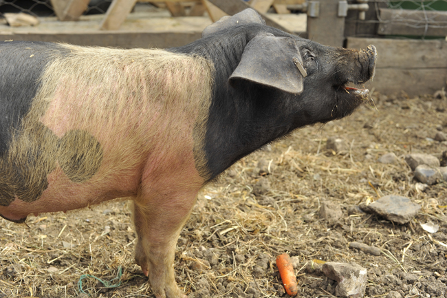 A happy pig. A happy pig.