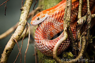 Red Rat Snake