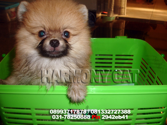 Hamster Dan Kucing Persia Murah Surabaya Anjing Pupies Mini Pom