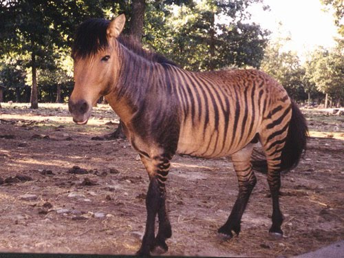 21 Hybrid Animals Pictures 21 Hybrid Animals Pictures