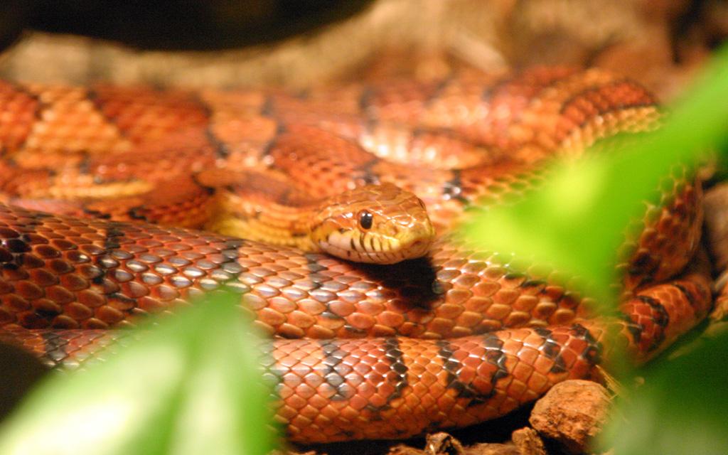 Red Rat Snake
