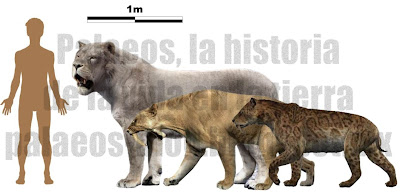 posts during november 2014 for asadas lion size