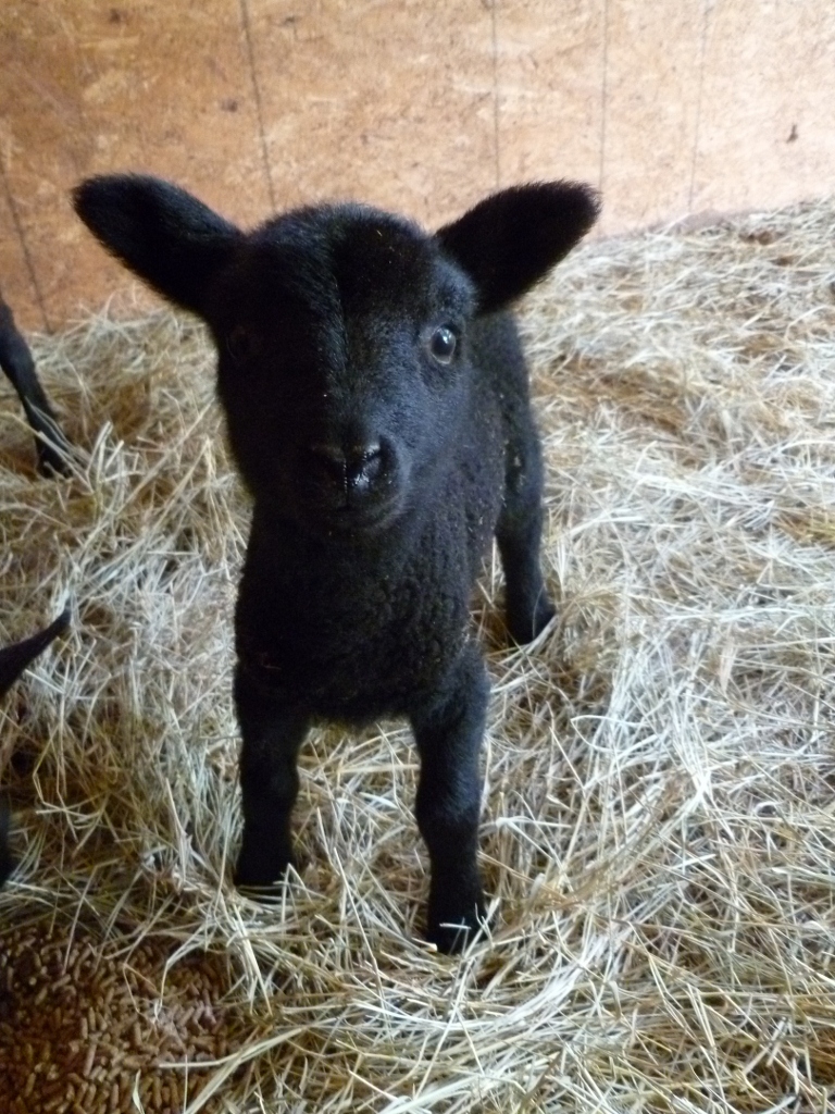 Black Baby Lamb