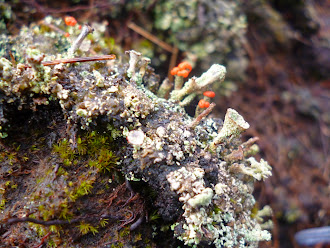 Beauty in minature, Cladonia lichens