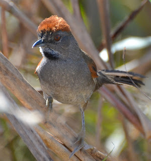 Cinereous Spinetail, Synallaxis hypospodia