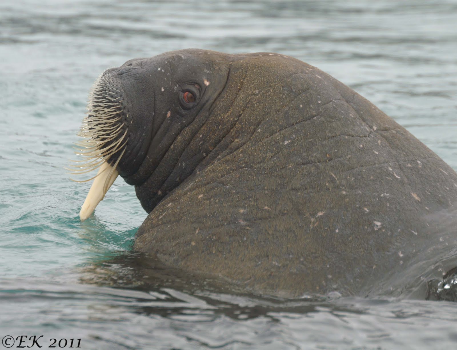scary walrus