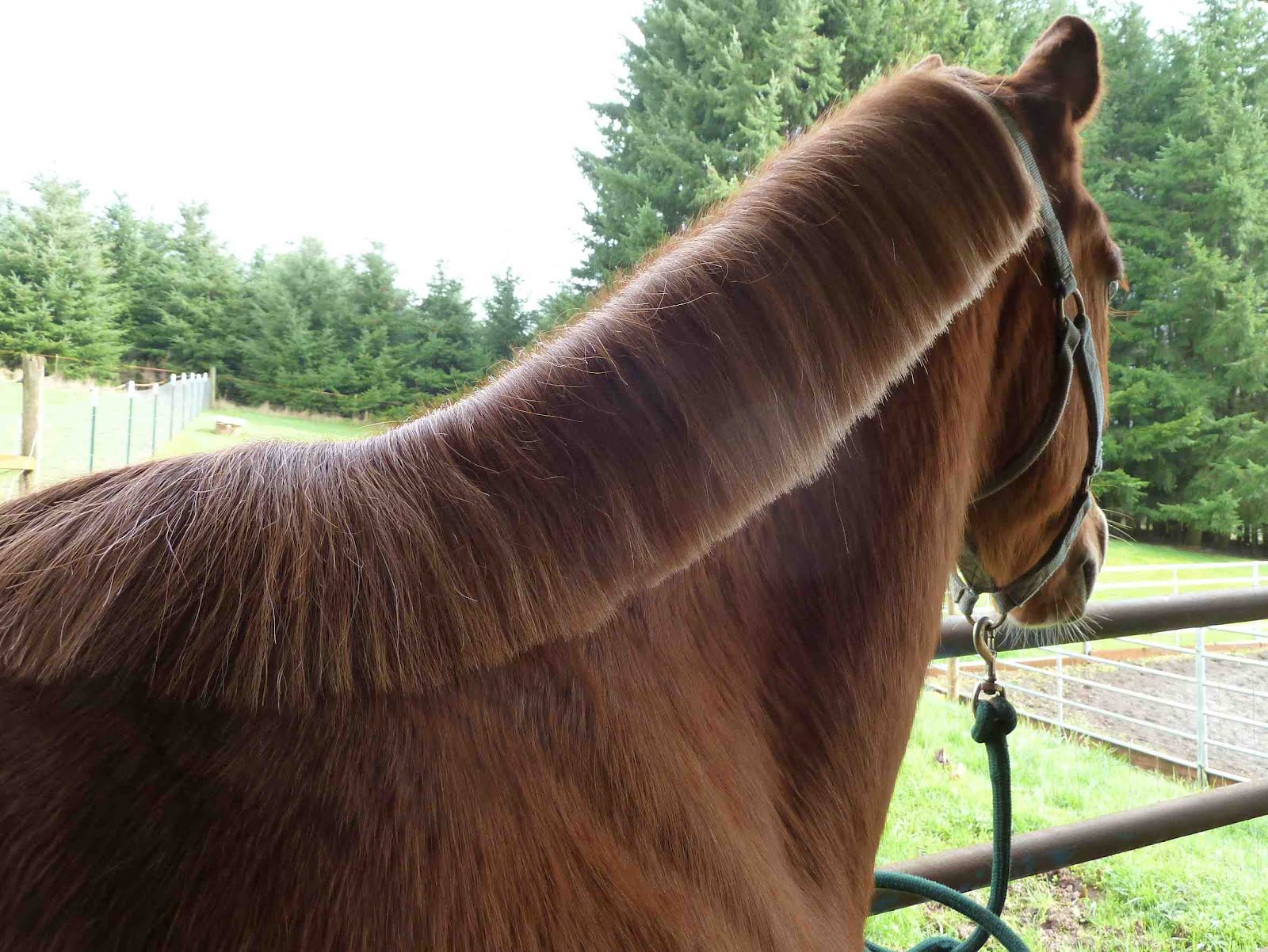 Dances With Horses The boy with the bowl cut