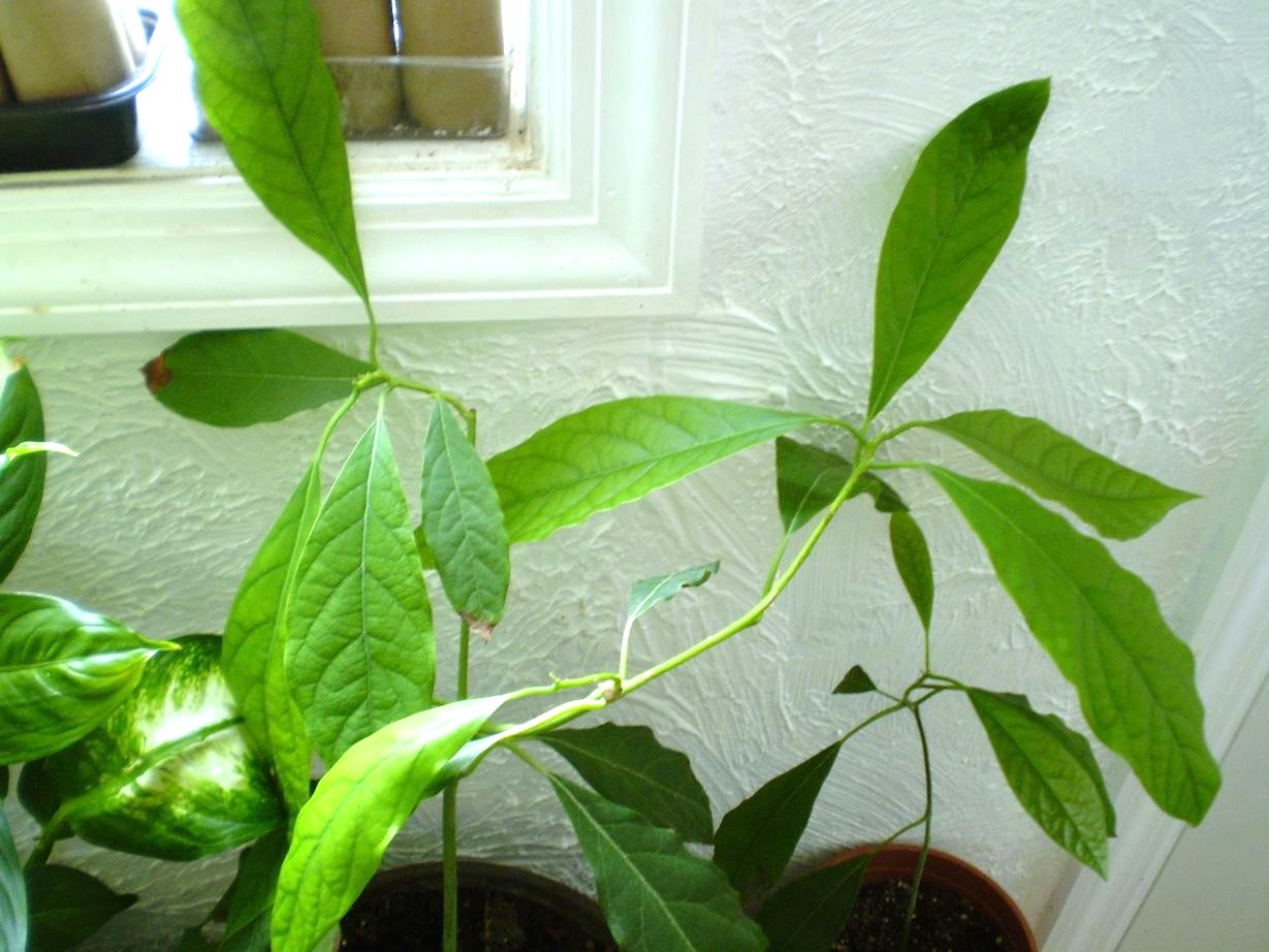 Avocado Leaves