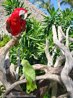 Republik Dominican Resort :- 46foTo Republik Dominican Resort :- 46foTo