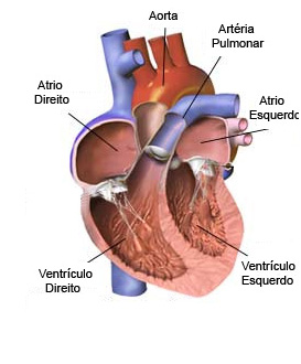Sistema Vascular