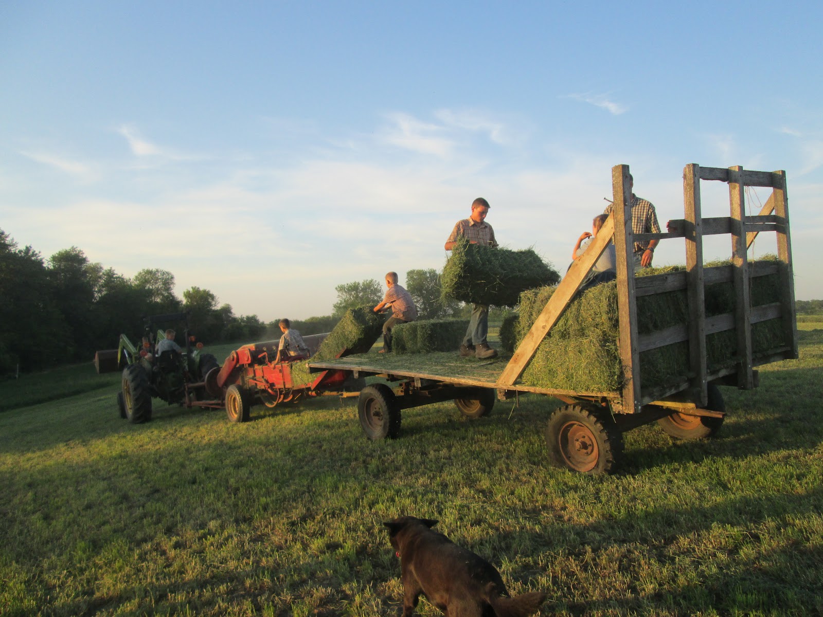 Growing N Grace Natural Farm Hay Making