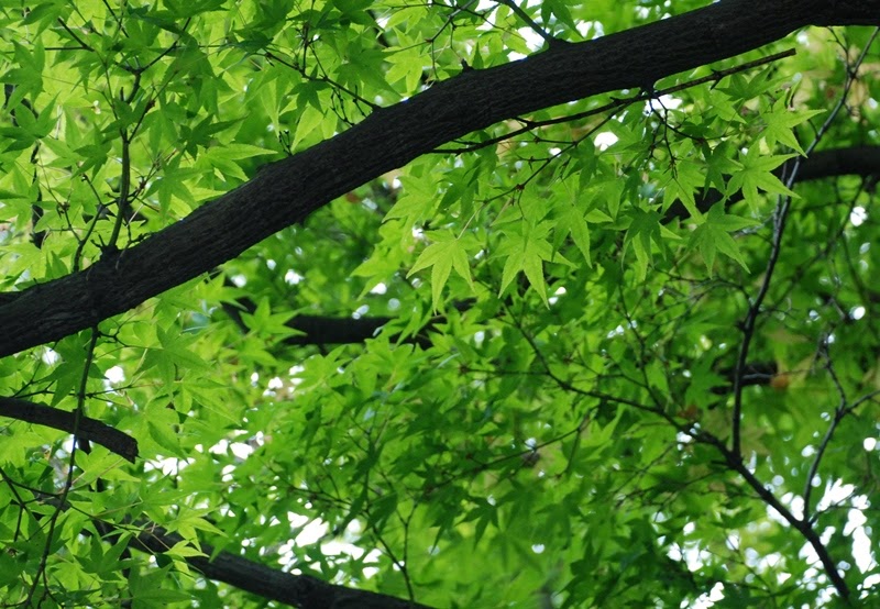 Liquidambar stryraciflua, ambrowiec balsamiczny, ZM