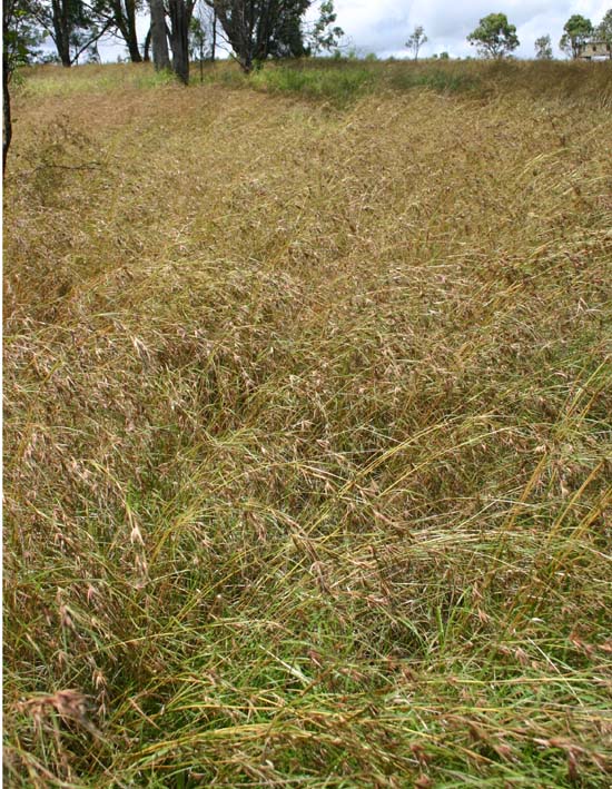 Toowoomba Plants Kangaroo Grass