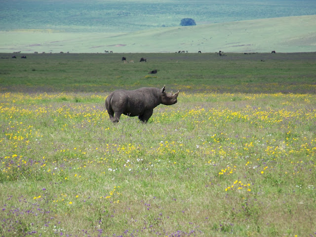 NGORONGORO CRATER TANZANIA