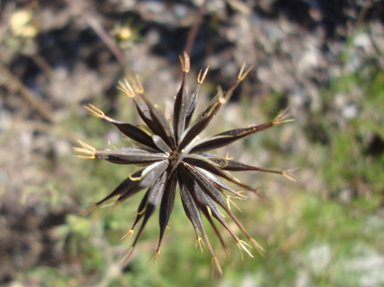 danger garden Nurseries of Flagstaff and Prescott, Arizona
