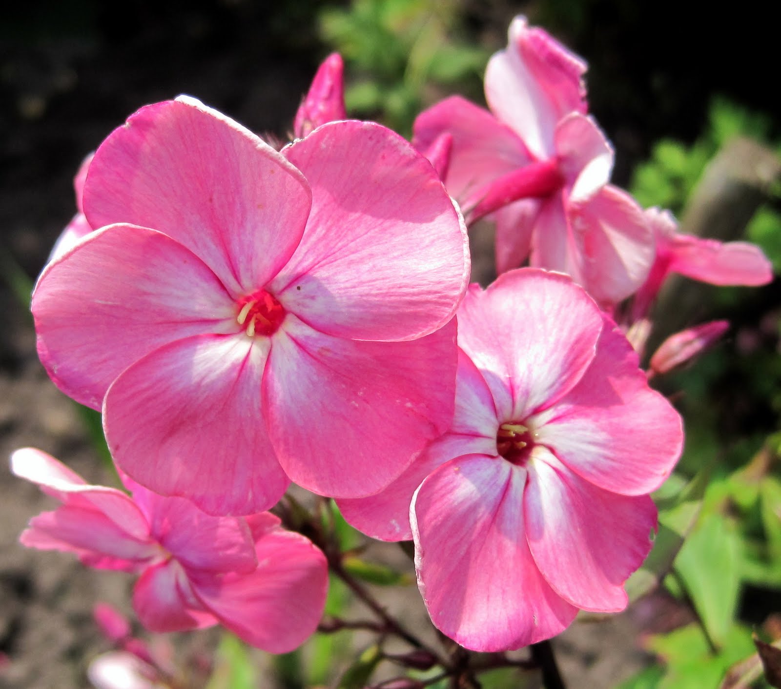 Landbohaven: Floks.
