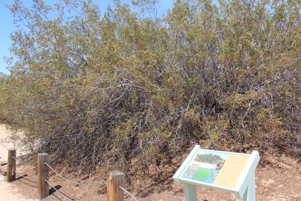 Vanholio 10 Amazin Facts About The Creosote Bush